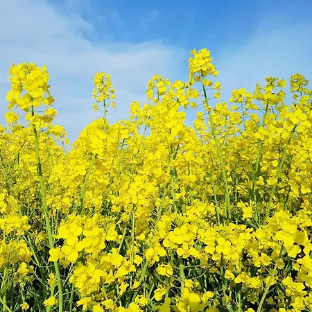 Hébergement de vacances Homes Garz - Ruegen - Insel Ruegen 3052