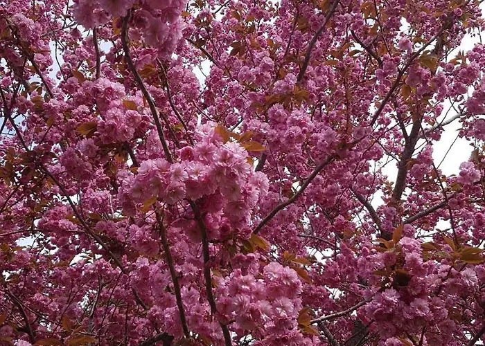 Homes Garz - Ruegen - Insel Ruegen 3052 Vakantiehuis Garz (Rugen)