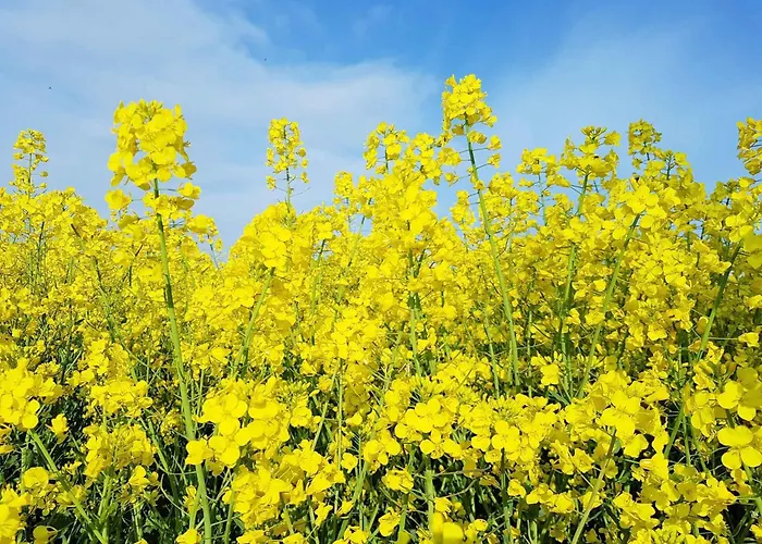 Hébergement de vacances Homes Garz - Ruegen - Insel Ruegen 3052